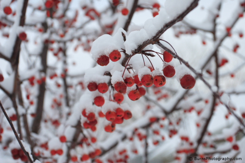 Picture of Crabapples in Snow