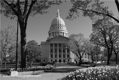 Wisconsin Capitol Tulips Black and White