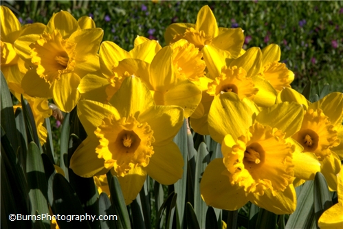 Picture of Spring Daffodils