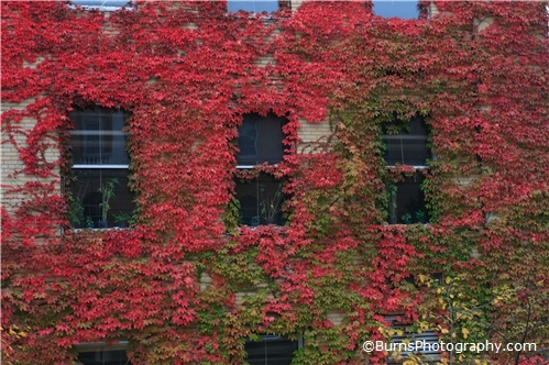 Fall Leaves on Birge Hall