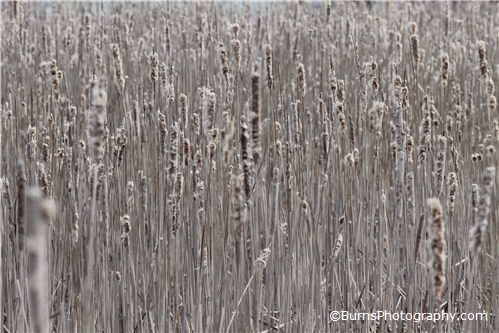 Picture of Dried Cattails Patterns