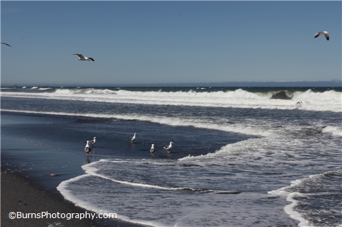 Picture of Seagulls on the Beach