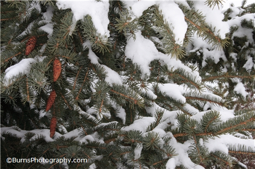 Picture of Pine Cones on Evergreen Tree