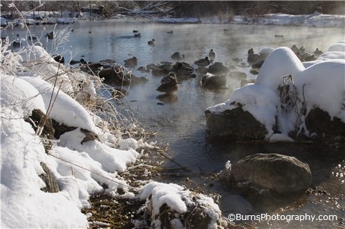 Picture of Ducks in Winter
