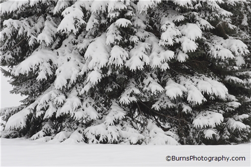 Picture of Snow Covered Evergreen Tree