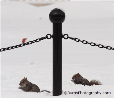 Squirrels In Snow