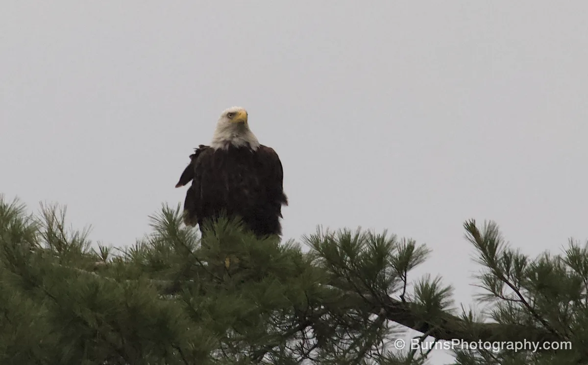 Bald eagle perched atop a pine tree against an overcast gray sky